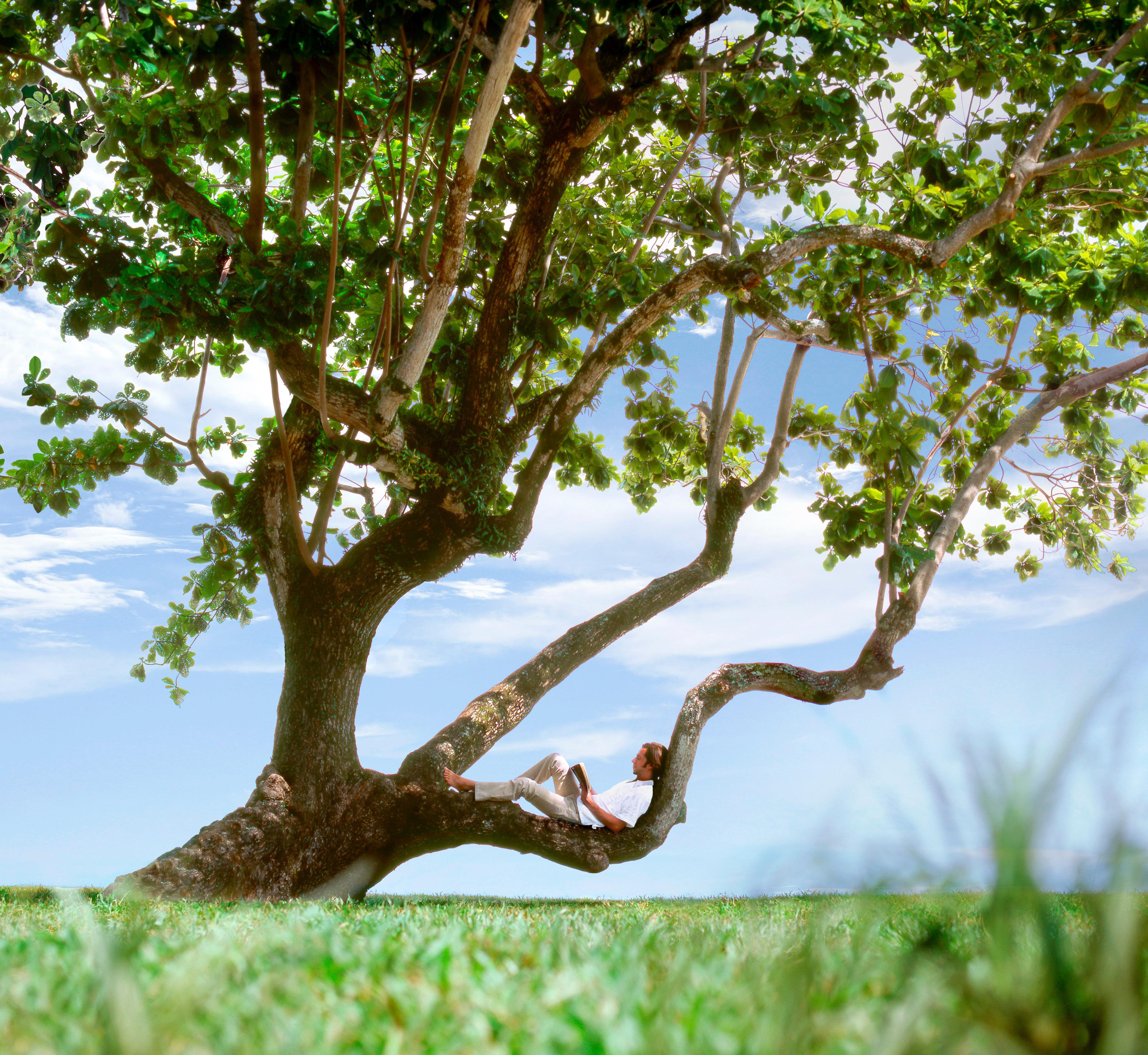 Shangri-La Rasa Sayang, Penang Бату-Феррінгі Екстер'єр фото A tree